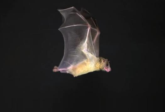 kekelawar cara mengurangi nyamuk